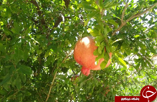 عکس هایی که بوی زندگی می دهند ( قسمت دوازدهم )