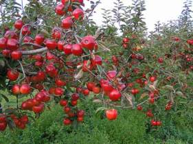 پرداخت تسهیلات برای صادرکنندگان سیب شهرستان مراغه