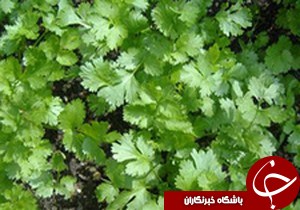 پایان برداشت محصولات کشت دوم در گیلان