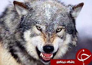 حمله گرگ ها به 4 نفر در شهرستان رودبار