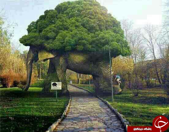 آلبومی از مجسمه های چندگانه  درختی