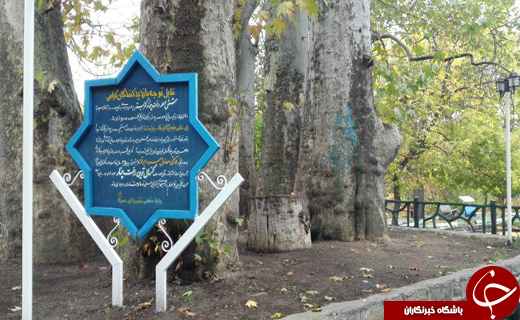چنارهای پیر کمربسته سرکان + تصاویر