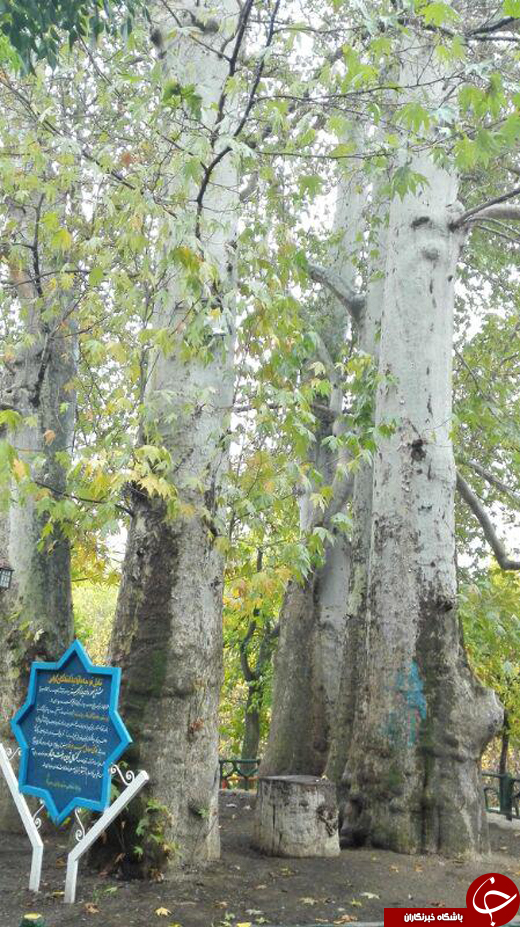 چنارهای پیر کمربسته سرکان + تصاویر