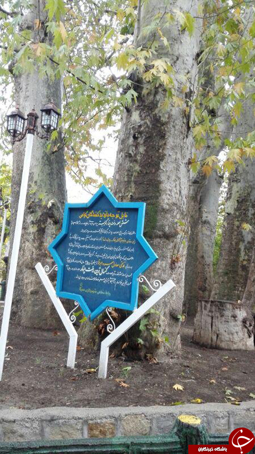 چنارهای پیر کمربسته سرکان + تصاویر