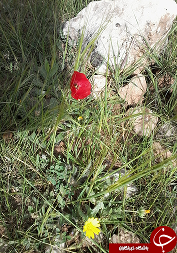 نوروزتان مبارک + تصاویر