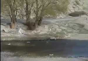 رفتار بی‌رحمانه گردشگران با یک درخت + فیلم