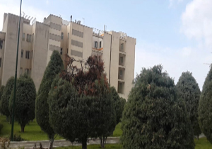 رفتار ناشایست با درخت همیشه سبز + فیلم