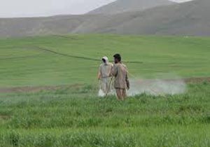 تاکید جهادکشاورزی برای سمپاشی علیه بیماری زنگ غلات