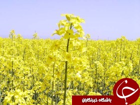 افزایش 25درصدی تولید کلزا