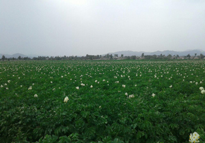 این مزرعه سرسبز مزرعه سیب‌زمینی است + تصاویر