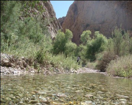 معجزه سبز رنگ طبیعت، در کنار کویر داغ و تفدیده همت آباد زیرکوه +تصاویر