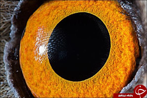 چشم حیوانات از نمای نزدیک +تصاویر