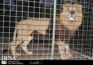 ماجرای فرار شیر در تهران