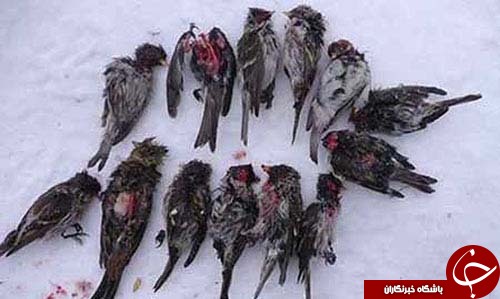 پرنده ای که غذایش خوراک مغز است+تصاویر