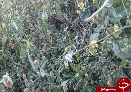 دوستدار طبیعت باشیم + تصاویر