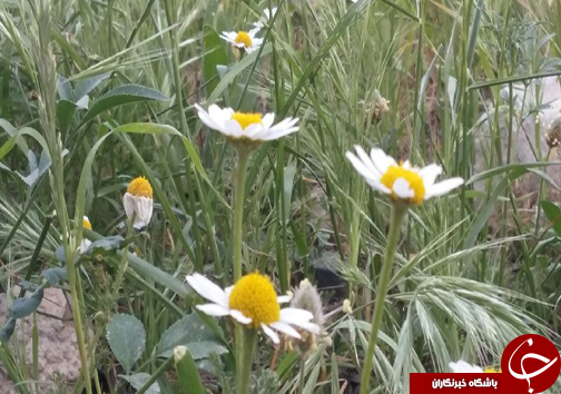 سیزدهم فروردین روز طبیعت مبارک + تصاویر