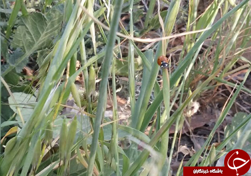 سیزدهم فروردین روز طبیعت مبارک + تصاویر