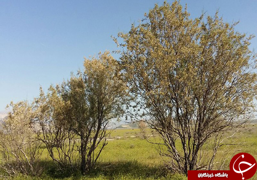 سیزدهم فروردین روز طبیعت مبارک + تصاویر