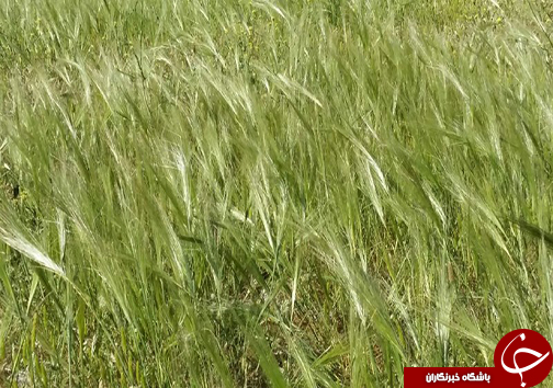 سیزدهم فروردین روز طبیعت مبارک + تصاویر