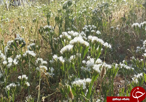 سیزدهم فروردین روز طبیعت مبارک + تصاویر