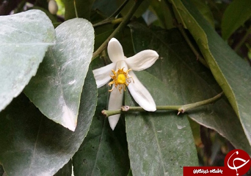 سیزدهم فروردین روز طبیعت مبارک + تصاویر