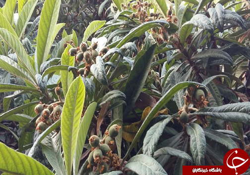 سیزدهم فروردین روز طبیعت مبارک + تصاویر
