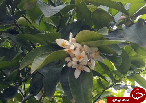 سیزدهم فروردین روز طبیعت مبارک + تصاویر