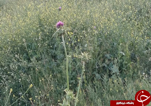 سیزدهم فروردین روز طبیعت مبارک + تصاویر