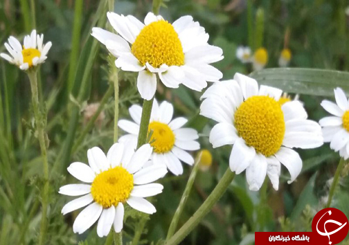 سیزدهم فروردین روز طبیعت مبارک + تصاویر