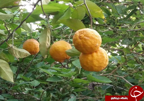 سیزدهم فروردین روز طبیعت مبارک + تصاویر