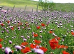 تجربه هوای مدیترانه ای در دلفارد جیرفت /یکی از زیباترین جاههای دنیا که باید در باران دید