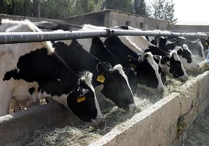 کاهش بیماری سل در گاوداری‌ های چهارمحال و بختیاری