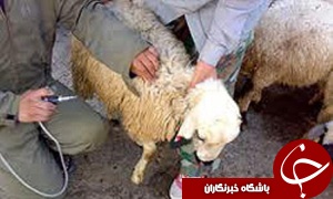 واکسیناسیون دام علیه تب برفکی دردشت آزادگان