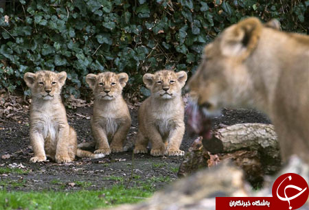از  عکس سلفی با هواپیماربا تا نجات یک زن از سیلاب
