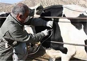 واکسیناسیون بیش از هفت  هزار راس دام