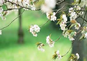 بارش باران و کاهش 5 تا 15 درجه ای دمای هوای گیلان