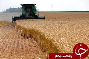 اول ارديبهشت آغاز برداشت گندم از مزارع شادگان
