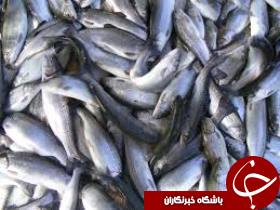 صید ماهی شوریده آزاد شد