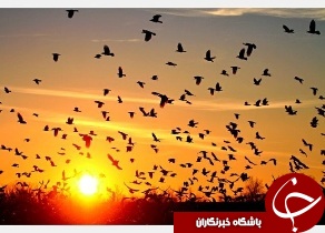 پرندگان زمستان‌گذر  در گذر از خوزستان