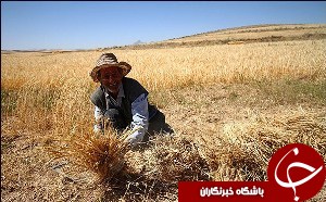 آغاز برداشت گندم در شوش از اول اردیبهشت