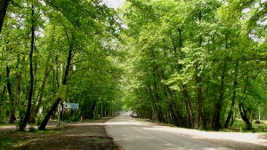 4413 هکتار، سطح ذخیره‌گاه‌های جنگلی تحت حفاظت آذربایجان غربی