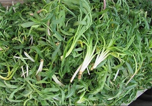 کنگر، پیچک،شنگ و پاغازه از گیاهان بهاری استان کرمانشاه