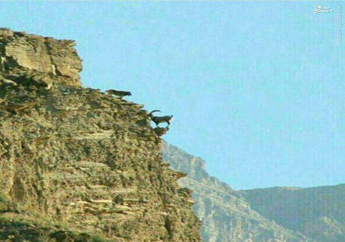 صحنه بی نظیر پناه گرفتن بز کوهی از چنگال گرگ/ عکس