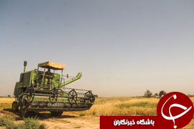 نابودی بیش از 5هزار هکتار از گندم‌زارهای شوش