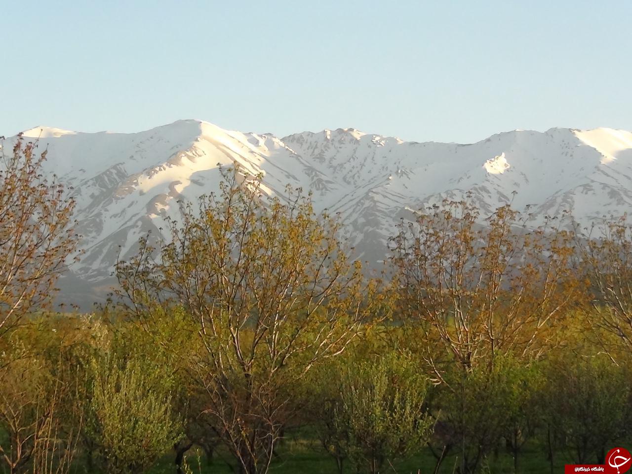 نمایی از طبیعت بهاری نهاوند + عکس
