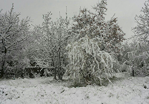 برف و سرما به باغ های چناران خسارت زد