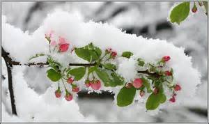 سرمازدگی 5 تا 35 درصدی درختان میوه در ملایر