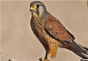 نجات پرنده شکاری (دلیجه) در بوئین زهرا