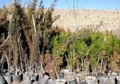 مشارکت مردم در گسترش فضای سبز در شادگان