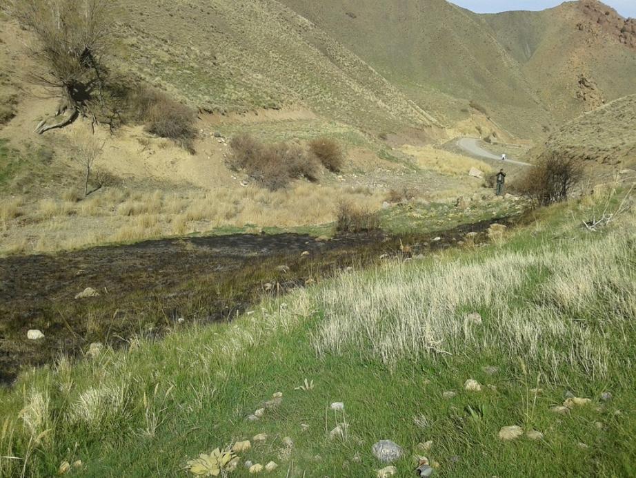 دستگیری مسبب آتش زنی درختان جنگلی منطقه شکار ممنوع ژرف فریمان